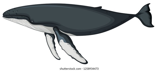 A whale character on white background illustration