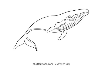 Whale continuous line art drawing isolated on white background. Wildlife animals outline. Vector illustration