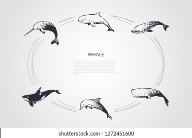 Whale - different types - dolphin, cachalot, sperm and killer whale vector concept set. Hand drawn sketch isolated illustration