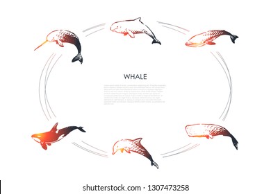 Whale - different types - dolphin, cachalot, sperm and killer whale vector concept set. Hand drawn sketch isolated illustration