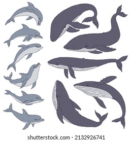 Whale and dolphin set. Jumping playful sea aquatic animal contour line doodle vector Illustration.