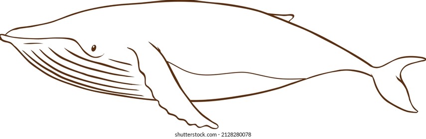 Whale in doodle simple style on white background illustration