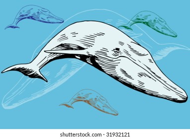 Whale Drawing