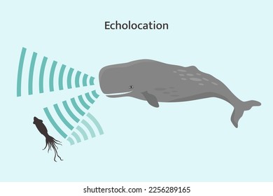 Whale echolocation infographic. Sperm whale using biosonar to locate prey.