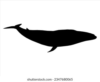 Whale fish silhouette vector art underwater