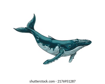 Whale giant sea or ocean mammal animals hand drawn vintage style vector illustration isolated on white background. Whale large underwater marine mammal.