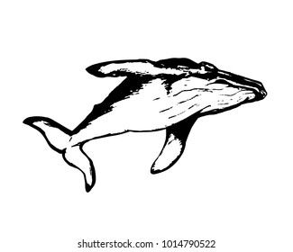 whale the graphic image on white background, vector
