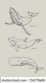 whale Hand Drawing