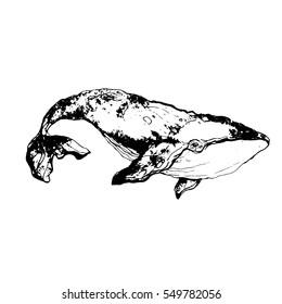 Whale. Hand drawn cachalot. Vector illustration. Physeter macrocephalus. Ink graphic