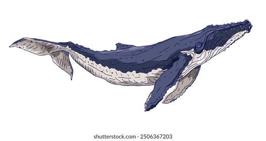 Whale hand drawn graphick colorful illustration. An underwater inhabitant of the oceans. Isolated on white background.