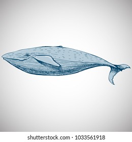 Whale. Hand drawn vector illustration for your unusual design.