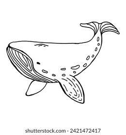 Whale hand drawn vector illustration