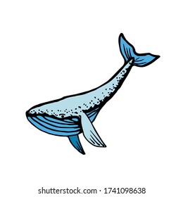 Whale. Hand-drawn vector illustration. Isolated on white.