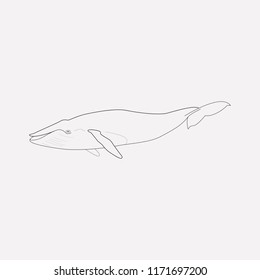 Whale icon line element. Vector illustration of whale icon line isolated on clean background for your web mobile app logo design.