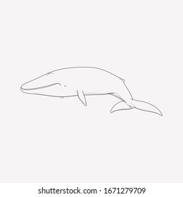 Whale icon line element. Vector illustration of whale icon line isolated on clean background for your web mobile app logo design.