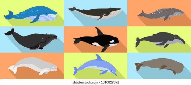 Whale icons set. Flat set of whale vector icons for web design