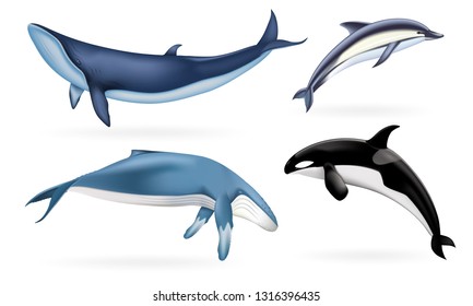 Whale icons set. Realistic set of whale vector icons for web design isolated on white background