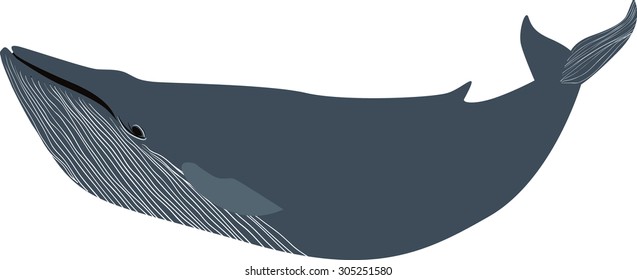 Whale illustration