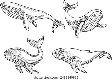 Whale illustration on white background.Hand drawn whale vector for elements on children book or coloring.Sticker printing on paper.