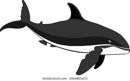 whale illustration sea mammal vector graphics