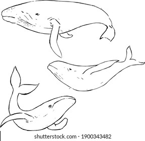 Whale ink illustrations set. Minimal simple animals drawings group. Fish sketches with white background. Vector artworks with nature, wildlife theme. 