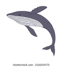 Whale jumping playful aquatic animal contour line doodle vector Illustration.