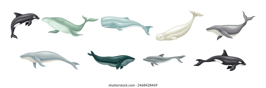 Whale as Large Marine Mammal Swimming in the Ocean Vector Set