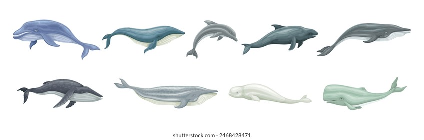 Whale as Large Marine Mammal Swimming in the Ocean Vector Set