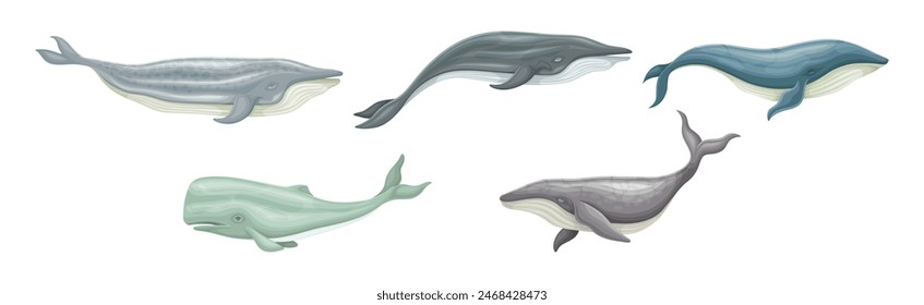 Whale as Large Marine Mammal Swimming in the Ocean Vector Set