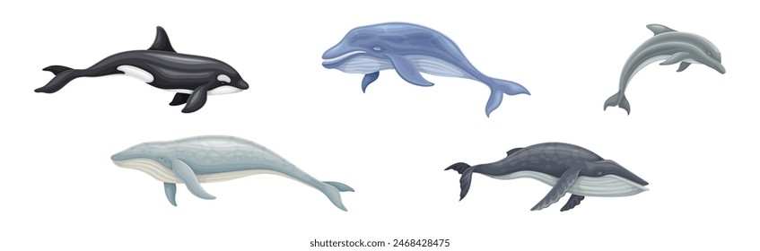 Whale as Large Marine Mammal Swimming in the Ocean Vector Set