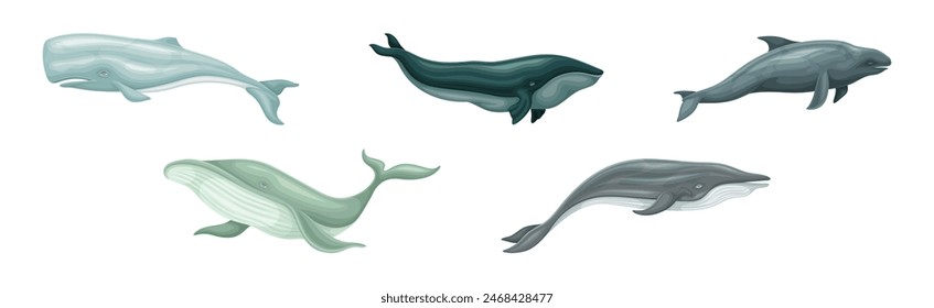 Whale as Large Marine Mammal Swimming in the Ocean Vector Set