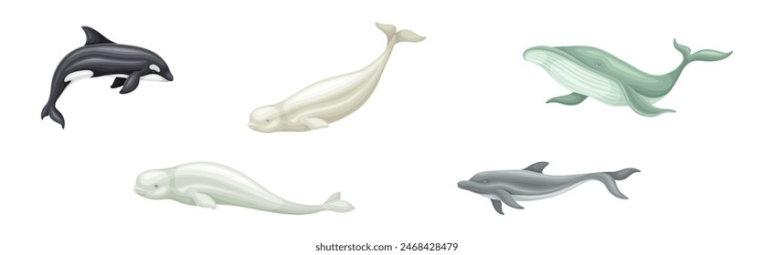 Whale as Large Marine Mammal Swimming in the Ocean Vector Set