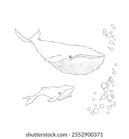 Whale mama and baby outline vector illustration isolated on white background.