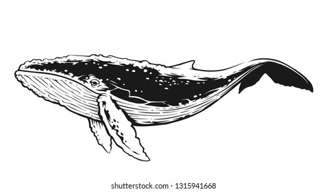 Whale in motion side view. Black and White Contrast Vector Art. 