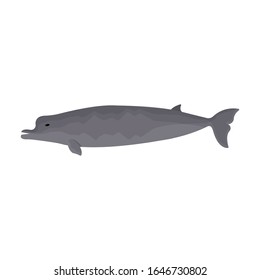 Whale northern swimmer vector icon.Cartoon vector icon isolated on white background whale northern swimmer .