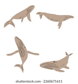 Whale, ocean aniaml. Sealife in Scandinavian style on a white background. Great for poster, card, apparel print. Vector illustration