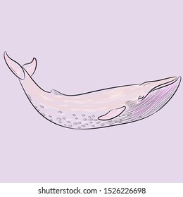 whale ocean sea pink blue                                                                                                                                                                             