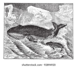 Whale in ocean, vintage engraved illustration. Dictionary of words and things - Larive and Fleury - 1895.