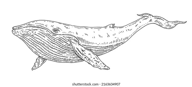 Whale on white background. Vintage vector engraving monochrome black illustration. Hand drawn design in a graphic ink style.