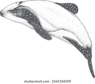 whale Orcinus orca vintage image