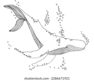 Imagen vectorial de ilustración de contorno de ballena. Dibujo manual de imágenes de sketch de ballenas. Icono de logotipo original simple a partir del dibujo de lápiz.