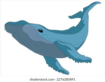 Whale as Sea Animal Floating Underwater Vector Illustration. Whale illustration on a white background. Animal art.