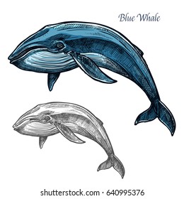 Whale sea animal isolated sketch. Swimming blue whale marine mammal symbol for underwater wildlife theme, t-shirt print, fishery industry design