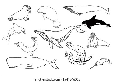 Whale and seal vector illustration. Black and white line drawing of cetacean species. Big set of sea animals.