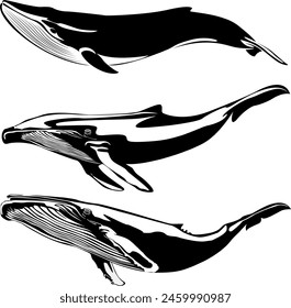 Whale set isolated on white background. Collection of underwater animal, ocean whale fish, sea nature drawing. Vector illustration