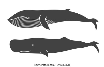 Whale set. Isolated whale on white background. EPS 10. Vector illustration