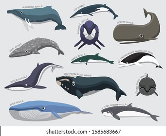 Whale Set Various Kind Identify Cartoon Vector