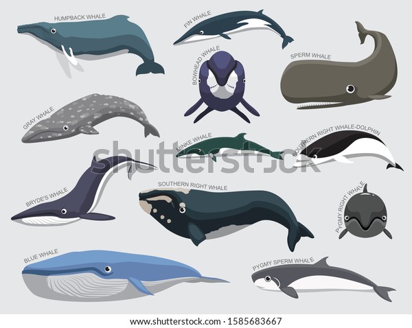 Whale Set Various Kind Identify Cartoon Stock Vector (Royalty Free ...