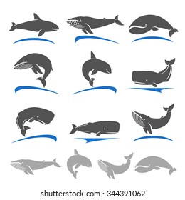 Whale set. Vector