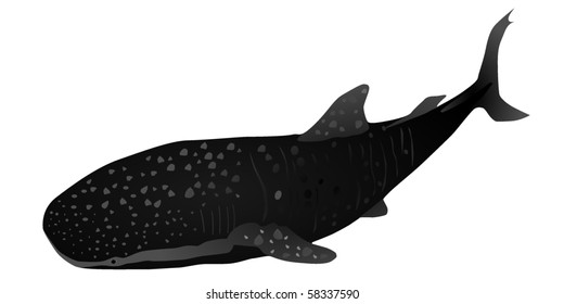 whale shark